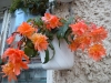 belleconia-soft-orange_2