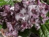 DS Маленькая штучка букет 2