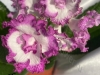 DS 2885