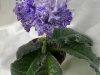 DS Exaltd Beauty куст