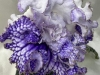 DS Exalted Beauty цветок