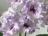 DS Lavander ELK