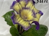 DS Purple Sun