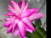 Blushing Suger 3