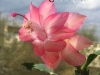 Rosebud