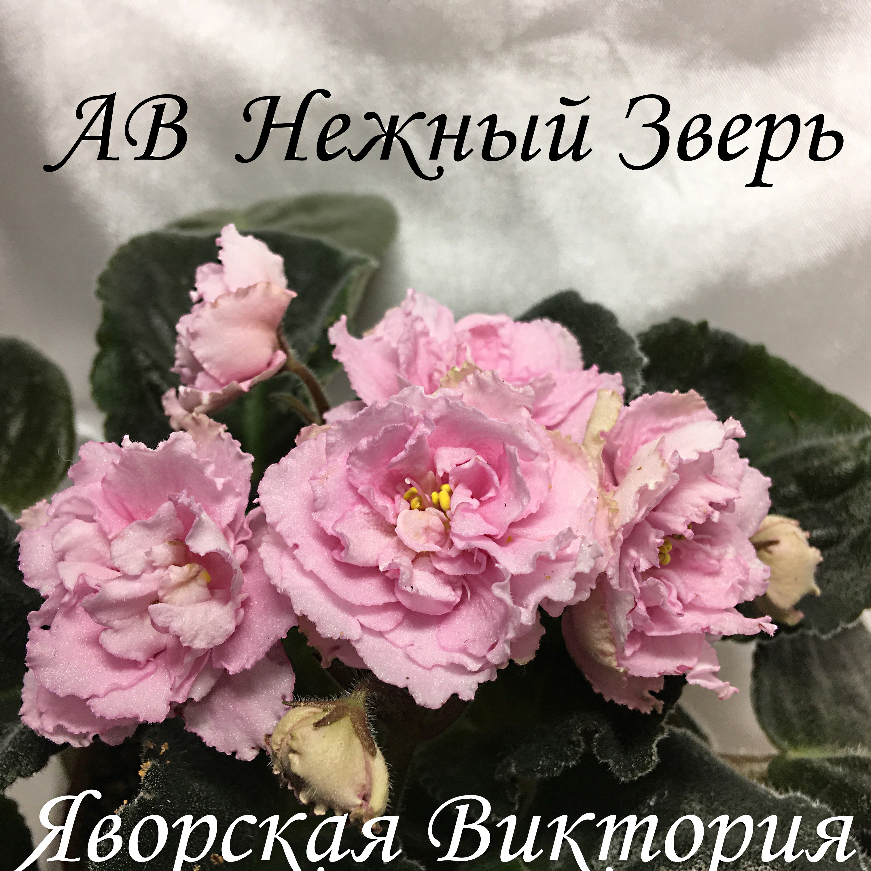 АВ Нежный Зверь | www.viktoriya-flower.ru