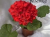 Эрик Туманность розетка2