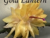 Gold Lantern цветок